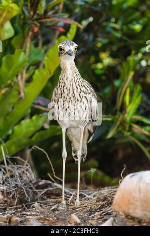 Ein ausgewachsener Buschstein-Curlew im getupften Licht hockt auf der Wache und schützt sein Nest versteckt in einem Grasfeld in Townsville, Queensland, Australien. Stockfoto