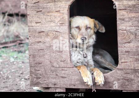 Mongrel-Hund auf einer Kette in einem alten Foto auf dem Bauernhof Stockfoto