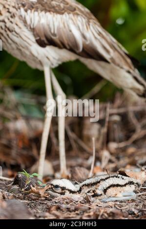 Ein Baby Busch Stein-Curlew liegt perfekt still im Vordergrund Blattstreu mit Out of Focus Mutter auf Wache im Hintergrund in Cairns, Australien. Stockfoto