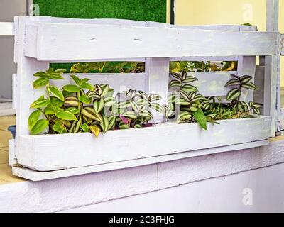 Blumen auf einem bemalten Holzboden, der an der Wand des Gebäudes steht Stockfoto