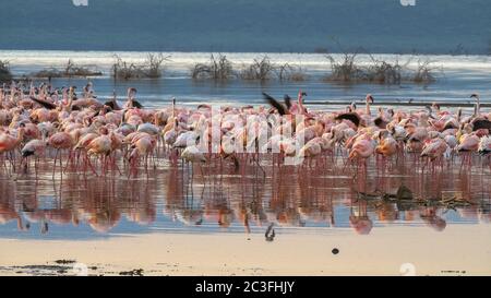 Flamingos bei Sonnenaufgang am Ufer des Sees bogoria, kenia Stockfoto