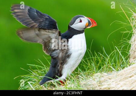 Atlantischer Papageientaucher (Fraterkula arctica) auf Island Stockfoto