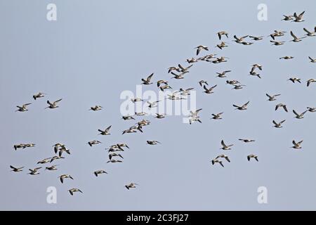 Curlew-Schar von Vögeln im Flug / Numenius arquata Stockfoto