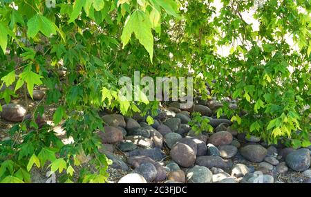 Baumdecke neben dem Flussfelsenbett Stockfoto