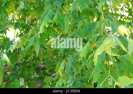 Baumdecke neben dem Flussfelsenbett Stockfoto
