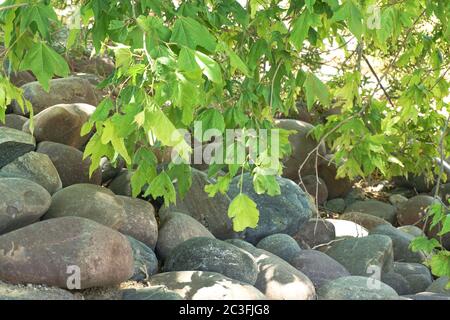 Baumdecke neben dem Flussfelsenbett Stockfoto