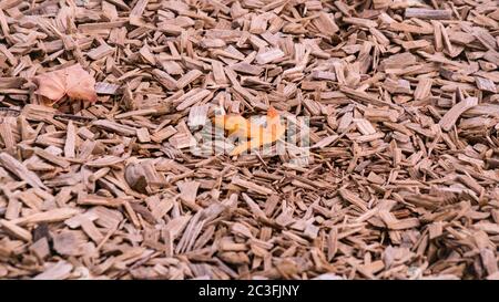 Orange Herbst Ahornblatt auf zerkleinerten Zedernbaum Rinde Textur Hintergrund Nahaufnahme. Kofferraum. Alte Baumrinde Hintergrund oder Textur. Braun geschreddert Stockfoto