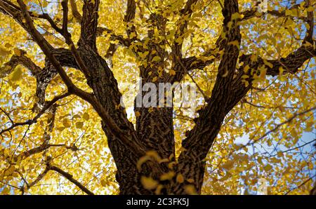 Blick auf die leuchtend gelben Blätter eines Ginkgo-Baumes im Spätherbst Stockfoto