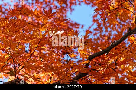 Blick auf hell orange japanischen Ahornblätter gegen einen klaren blauen Himmel Stockfoto