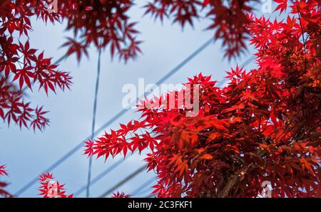 Leuchtend roter japanischer Ahorn lässt unter Stromleitungen gegen einen blauen Himmel Stockfoto