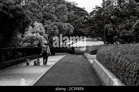 Eine alleinreisende Frau, die Hunde auf einem gepflasterten Weg in einem Park führt Stockfoto