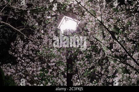 Nachtansicht einer einzelnen hellen Straßenlaterne, die Hunderte von blassrosa Kirschblüten erhellt Stockfoto