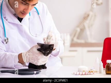 Tierarzt Arzt Kätzchen Prüfung in Animal Hospital Stockfoto