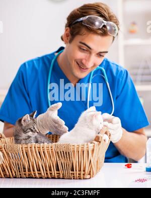 Tierarzt Arzt Kätzchen Prüfung in Animal Hospital Stockfoto