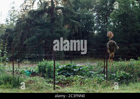 Vogelscheuche im Garten Stockfoto