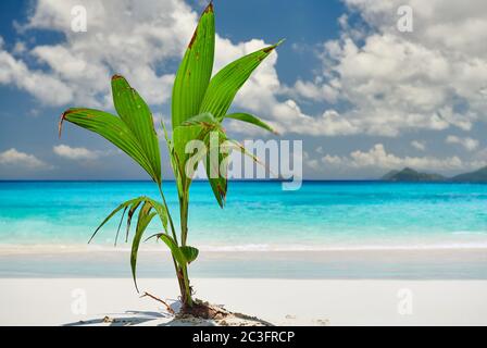 Palme wächst aus Kokosnuss am schönen Strand Stockfoto