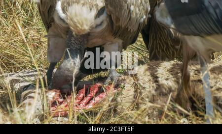 Nahaufnahme von Geiern, die sich auf einem toten Zebra im masai mara Wildreservat ernähren Stockfoto