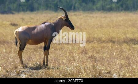 Nahaufnahme einer Topi-Antilope, die im masai mara Wildreservat steht Stockfoto