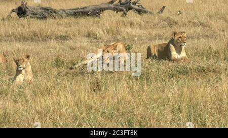 Drei Löwinnen liegen auf dem Boden im masai mara Wildreservat, kenia Stockfoto