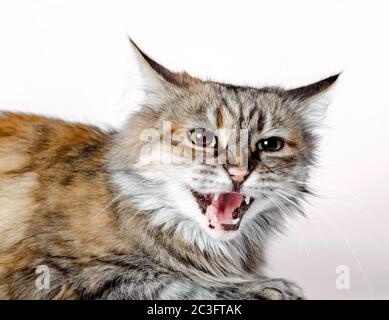 Aggressive böse Ingwer Katze mit offenem Mund Stockfoto