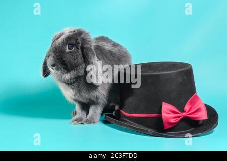 Loppohriger Zwergkaninchen neben einem schwarzen Zylinderhut auf türkisfarbenem Hintergrund Stockfoto