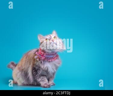 Ginger flauschige Katze in einem rosa Kragen auf einem türkisfarbenen Hintergrund Stockfoto