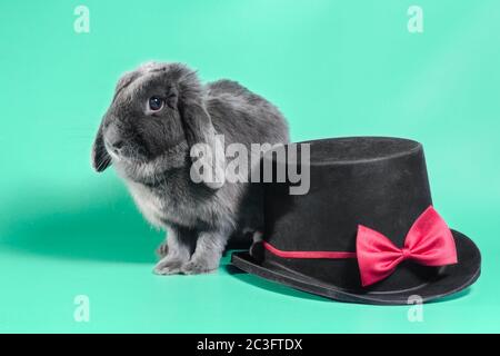 Zwergkaninchen mit loppohrigen Ohren neben einem schwarzen Zylinderhut auf grünem Hintergrund Stockfoto