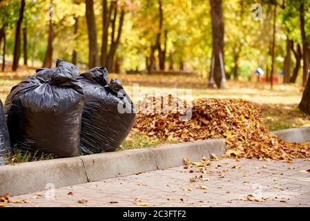 Schwarze Beutel mit Blättern. Die saisonale Reinigung der Straßen der Stadt von den gefallenen Blättern. Stockfoto