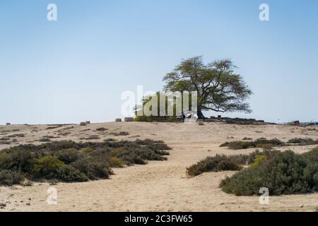 Manama / Bahrain - 10. Januar 2020: Touristengruppe besucht den Baum des Lebens, einen alten Baum in der Mitte einer Sandwüste in Bahrain Stockfoto