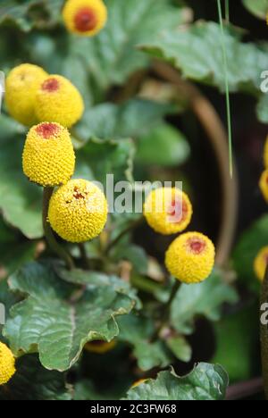 Frische blühende Parakresse Pflanze, Spilanthes oleracea Stockfoto