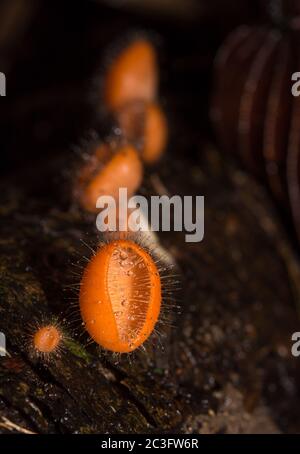 Orangenpilz, Champignon im Regenwald. Stockfoto