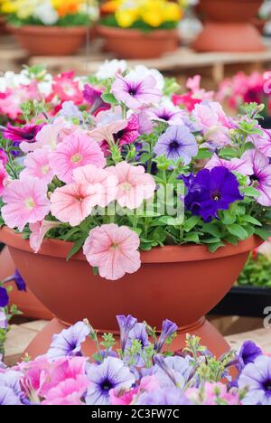 Petunia im Topf, gemischte Farbe Petunia Stockfoto