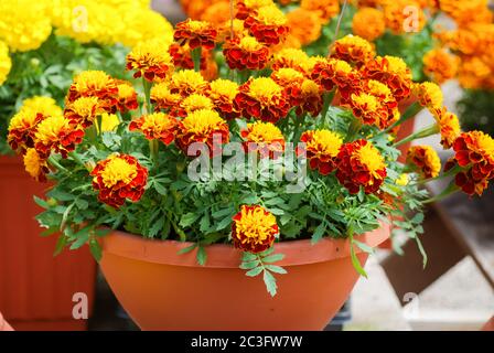 Tagetes patula französische Ringelblume in Blüte, orange gelbe Blüten, grüne Blätter Stockfoto