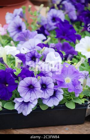 Blaue Petunien im Tablett, Petunia im Topf, gemischte Petunien Stockfoto