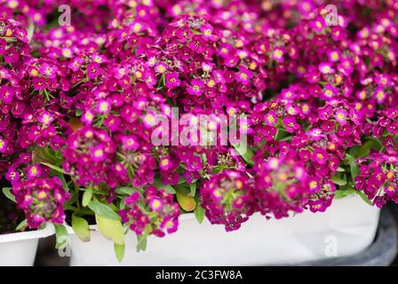 Alyssum Blumen. Alyssum in süßen Farben. Alyssum in einem schwarzen Tablett auf Holztisch Stockfoto