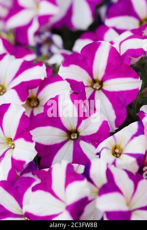 Petunien im Tablett, Petunia im Topf, lila Stern Petunia Stockfoto