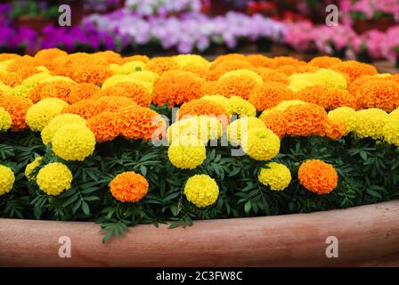 Ringelblumen, gemischte Farben (Tagesetes erecta, mexikanische Ringelblume) Stockfoto