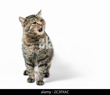 Überrascht graue Katze auf weißem Hintergrund Stockfoto