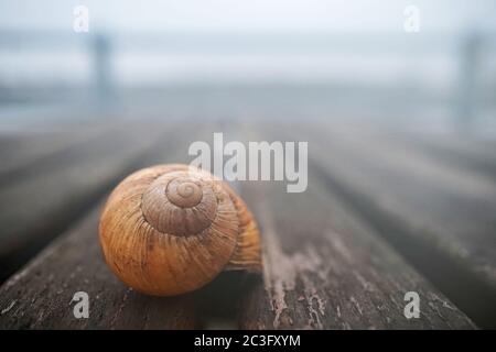 Nahaufnahme einer Schneckenschale auf einem Tisch Stockfoto