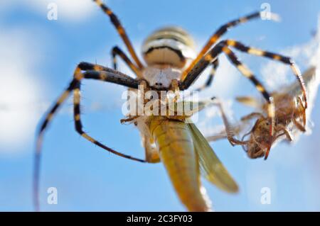 Wespenspinne mit einem gefangenen Heuschrecke Stockfoto