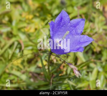 Pfirsichblatt-Glockenblume 'Campanula persicifolia' Stockfoto