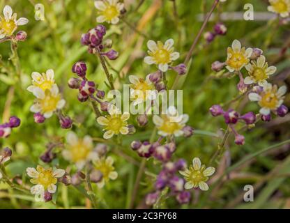 Lebenslanger Saxofonbaum 'Saxifraga paniculata' Stockfoto