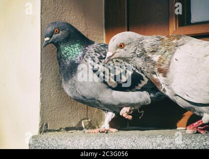 Zwei Tauben auf der Fensterbank. Leichte Farbtönung Stockfoto