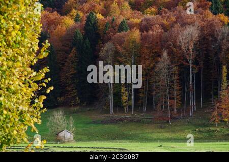 Viehweide mit Holzhütte am herbstlichen Waldrand Stockfoto