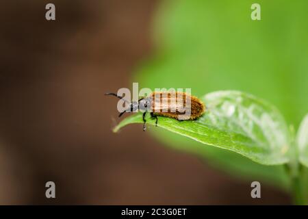 Ein Käfer auf einer Pflanze. Käfer sind Insekten. Stockfoto