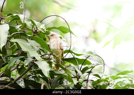 Streifen-eared Bulbul des branches​ Stand​ing auf in den Wald. Bird's in der Natur Hintergrund. Stockfoto