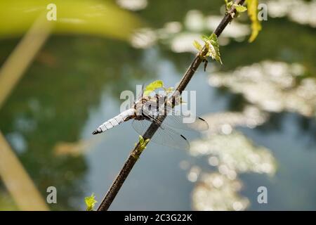 Nahaufnahme eines breitkörperigen Darter Stockfoto