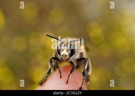 Nahaufnahme einer wilden Biene Stockfoto
