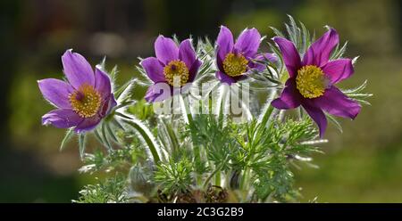 Gewöhnliche Pasque Blume, Blut des Dänen Stockfoto