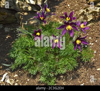 Gewöhnliche Pasque Blume, Blut des Dänen Stockfoto